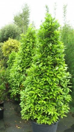 Echte Laurier Als Piramide (Laurus Nobilis) -DIRECTPLANT Winkel 20120821144442 7
