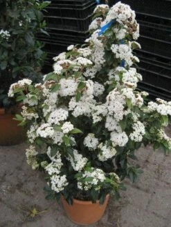 Groenblijvende Sneeuwbal (Viburnum Tinus 'Eve Price') -DIRECTPLANT Winkel 20120821145045 50 10