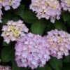 Hortensia (Hydrangea 'Endless Summer' Roze) -DIRECTPLANT Winkel 20120826131421 1 2
