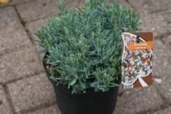 Lavendelheide (Andromeda Polifolia 'Blue Ice') -DIRECTPLANT Winkel 20120920104257 1 1