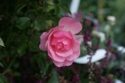Trosroos (Rosa 'Bonica 82') -DIRECTPLANT Winkel 20121002143948 1