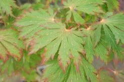 Japanse Esdoorn (Acer Japonicum 'Aconitifolium') -DIRECTPLANT Winkel 20121003153607 10