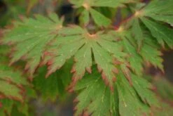 Japanse Esdoorn (Acer Japonicum 'Aconitifolium') -DIRECTPLANT Winkel 20121003154202 10