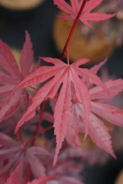 Japanse Esdoorn (Acer Palmatum 'Bloodgood') -DIRECTPLANT Winkel 20121003154404 12