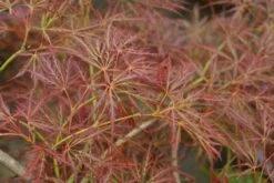 Japanse Esdoorn (Acer Palmatum 'Ornatum') 14 Japanse Esdoorn (Acer Palmatum 'Ornatum') -DIRECTPLANT Winkel 20121003155024 10