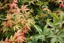 Japanse Esdoorn (Acer Palmatum 'Osakazuki') -DIRECTPLANT Winkel 20121003155148 9