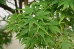 Japanse Esdoorn (Acer Palmatum 'Sangokaku') 19 Japanse Esdoorn (Acer Palmatum 'Sangokaku') -DIRECTPLANT Winkel 20121003155343 9