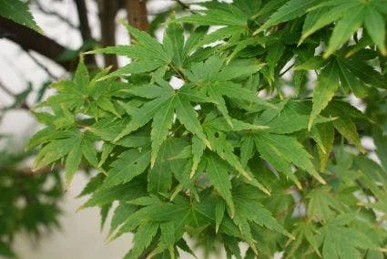 Japanse Esdoorn (Acer Palmatum 'Sangokaku') 8 Japanse Esdoorn (Acer Palmatum 'Sangokaku') - Afbeelding 6