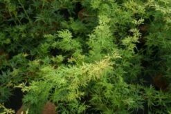 Japanse Esdoorn (Acer Palmatum 'Seiryu') -DIRECTPLANT Winkel 20121003155629 6 1