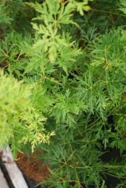 Japanse Esdoorn (Acer Palmatum 'Seiryu') -DIRECTPLANT Winkel 20121003155652 6 1