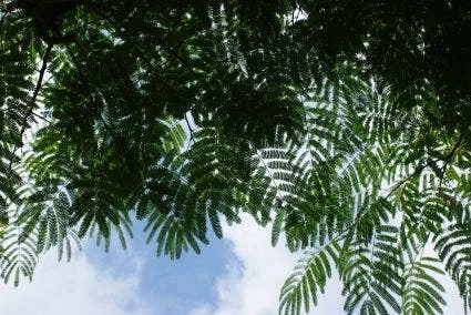 Perzische Slaapboom Als Struik (Albizia Julibrissin 'Ombrella') 7 Perzische Slaapboom Als Struik (Albizia Julibrissin 'Ombrella') - Afbeelding 5