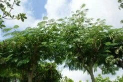 Perzische Slaapboom Als Struik (Albizia Julibrissin 'Ombrella') 14 Perzische Slaapboom Als Struik (Albizia Julibrissin 'Ombrella') -DIRECTPLANT Winkel 20121003160630 4