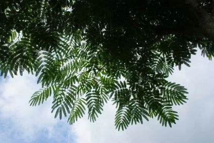 Perzische Slaapboom Als Struik (Albizia Julibrissin 'Ombrella') 9 Perzische Slaapboom Als Struik (Albizia Julibrissin 'Ombrella') - Afbeelding 7