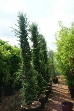 Zuilvormige Ceder (Cedrus Libani 'Fastigiata') 22 Zuilvormige Ceder (Cedrus Libani 'Fastigiata') -DIRECTPLANT Winkel 20121003161759 10