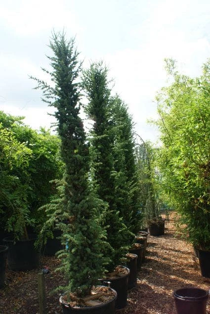 Zuilvormige Ceder (Cedrus Libani 'Fastigiata') 8 Zuilvormige Ceder (Cedrus Libani 'Fastigiata') - Afbeelding 6