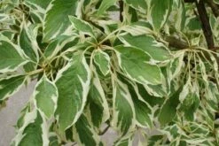 Reuzenkornoelje (Cornus Controversa 'Variegata') -DIRECTPLANT Winkel 20121003162215 7 1