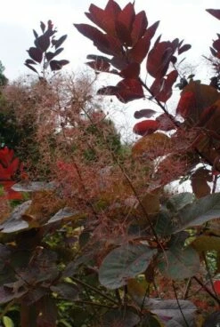 Pruikenboom (Cotinus 'Grace') -DIRECTPLANT Winkel 20121003162407 3