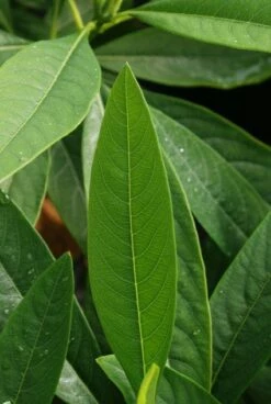 Papierstruik (Edgeworthia Chrysantha) -DIRECTPLANT Winkel 20121003163456 3