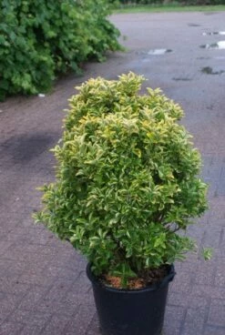 Kardinaalshoed Als Meeneemhaag (Euonymus Japonicus 'Aureus)