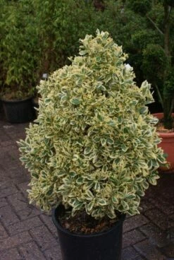 Kardinaalshoed Als Pyramide (Euonymus Japonicus 'Bravo') -DIRECTPLANT Winkel 20121003163723 3 1