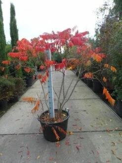 Fluweelboom, Struik (Rhus Typhina 'Dissecta' (Laciniata)) -DIRECTPLANT Winkel 20121012085552 5