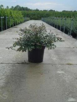 Abelia (Abelia Grandiflora) -DIRECTPLANT Winkel 20121012121134 9 1