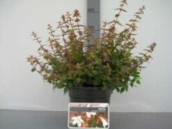 Abelia (Abelia Grandiflora 'Sherwood') 14 Abelia (Abelia Grandiflora 'Sherwood') -DIRECTPLANT Winkel 20121016143037 2