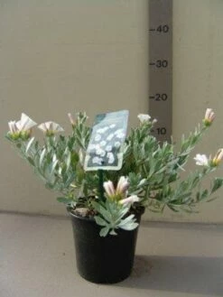 Zilverwinde (Convolvulus Cneorum ) -DIRECTPLANT Winkel 20121016144047 2