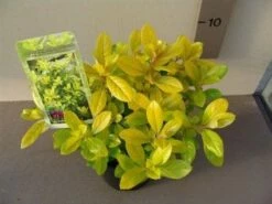 Escallonia (Escallonia 'Gold Ellen') -DIRECTPLANT Winkel 20121016144815 1