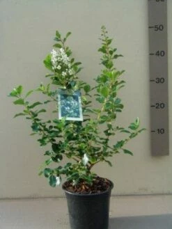 Escallonia (Escallonia 'Iveyi') -DIRECTPLANT Winkel 20121016144959 3