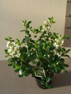 Escallonia (Escallonia 'Iveyi') -DIRECTPLANT Winkel 20121016145012 3 1