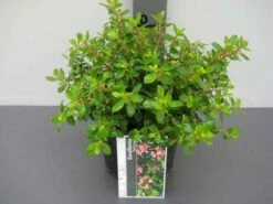 Escallonia (Escallonia 'Red Dream') -DIRECTPLANT Winkel 20121016145056 3