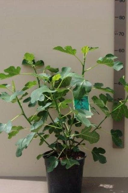 Vijg (Ficus Carica) 3 Vijg (Ficus Carica)