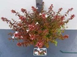 Abelia (Abelia Grandiflora 'Sherwood') 12 Abelia (Abelia Grandiflora 'Sherwood') -DIRECTPLANT Winkel 20121017125907 2