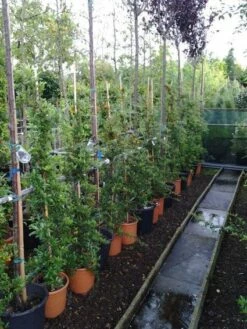 Vuurdoorn (Pyracantha 'Soleil D'Or') 7 Vuurdoorn (Pyracantha 'Soleil D'Or') -DIRECTPLANT Winkel 20121017141100 4