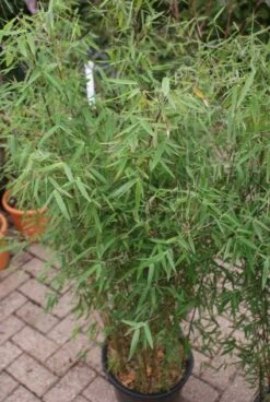 Niet Woekerende Bamboe (Fargesia 'Jiuzhaigou') 29 Niet Woekerende Bamboe (Fargesia 'Jiuzhaigou') -DIRECTPLANT Winkel 20121113150728 4