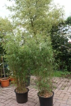 Niet Woekerende Bamboe (Fargesia 'Jiuzhaigou') 32 Niet Woekerende Bamboe (Fargesia 'Jiuzhaigou') -DIRECTPLANT Winkel 20121113150912 4