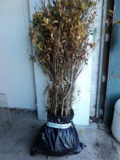 Zomereik, Bosplantsoen (Quercus Robur)