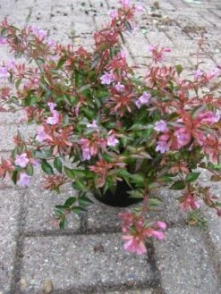 Abelia (Abelia Grandiflora 'Hopleys') -DIRECTPLANT Winkel 20121121151117 6 1