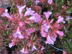 Abelia (Abelia Grandiflora 'Hopleys') -DIRECTPLANT Winkel 20121121151129 6 1