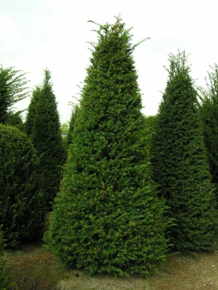 Taxus Als Pyramide (Taxus Baccata) 4 Taxus Als Pyramide (Taxus Baccata) - Afbeelding 2