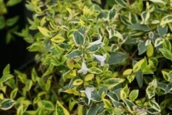 Abelia (Abelia Grandiflora 'Hopleys')