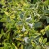 Abelia (Abelia Grandiflora 'Hopleys') -DIRECTPLANT Winkel 20121229103544 5 1