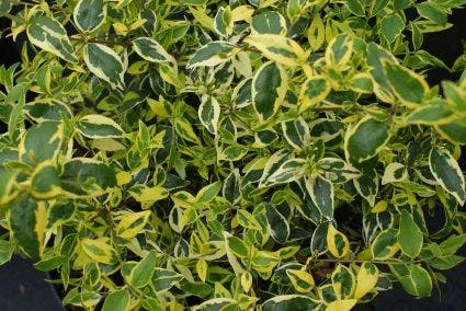 Abelia (Abelia Grandiflora 'Hopleys') 4 Abelia (Abelia Grandiflora 'Hopleys') - Afbeelding 2