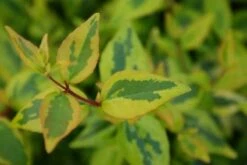 Abelia (Abelia Grandiflora 'Kaleidoscope') -DIRECTPLANT Winkel 20121229104320 2