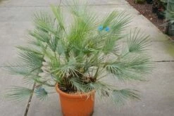 Dwergpalm (Chamaerops Humilis 'Cerifera') -DIRECTPLANT Winkel 20121229150623 2