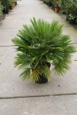 Dwergpalm (Chamaerops Humilis 'Vulcano') -DIRECTPLANT Winkel 20121229152912 2