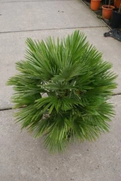 Dwergpalm (Chamaerops Humilis 'Vulcano') -DIRECTPLANT Winkel 20121229152928 2