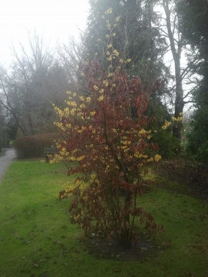 Toverhazelaar (Hamamelis Intermedia 'Arnold Promise') 10 Toverhazelaar (Hamamelis Intermedia 'Arnold Promise') - Afbeelding 8