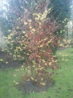 Toverhazelaar (Hamamelis Mollis) -DIRECTPLANT Winkel 20130113140034 40 8